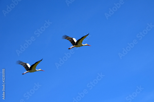 birds in flight pair of storks flying in the blue sky