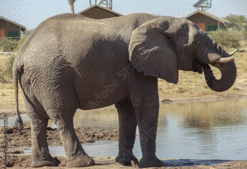 Elephants in the heart of Namibia 