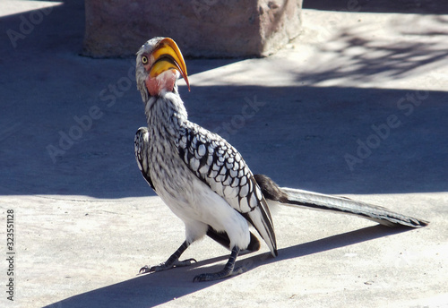 A funny bird in the wilderness 