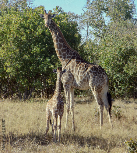 Giraffes in the wilderness 