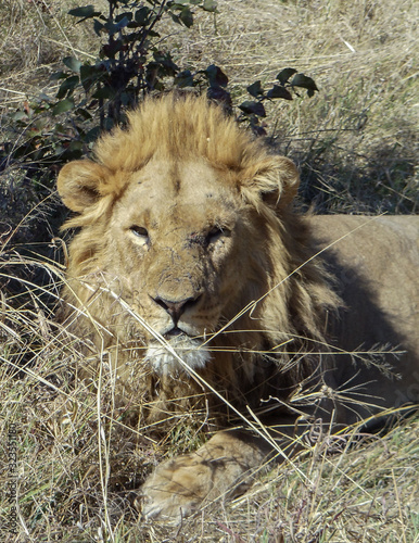 The lion king in the heart of Namibia 