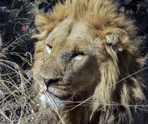 The lion king in the heart of Namibia 