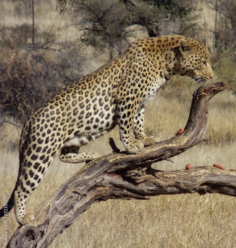 Leopards in the wilderness of Namibia