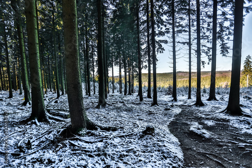 rothaar mountains forest germany in the winter photo