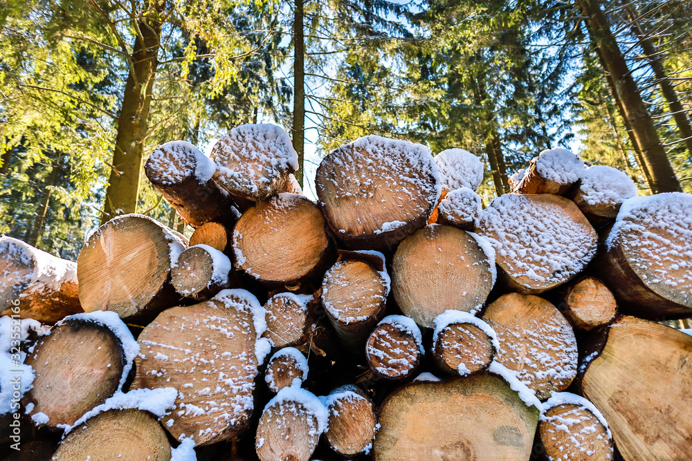 some tree logs in a winter forest