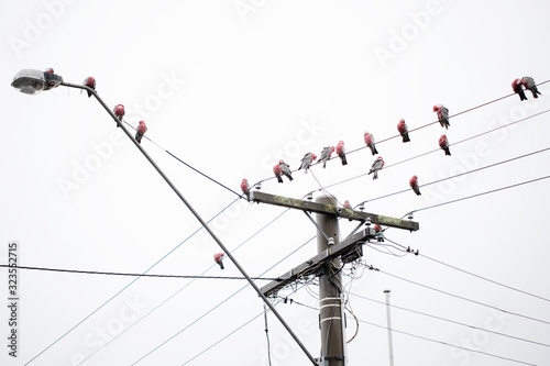 Australian pink and grey galahs (Eolophus roseicapilla) in a flock sitting on a telephone electrical wire pole on a cloudy day