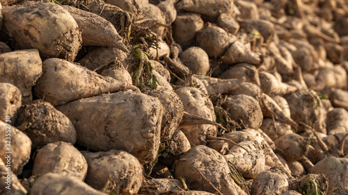 Close-up harvesting sugar beets. Piles of beets with excess soil Agriculture concept.