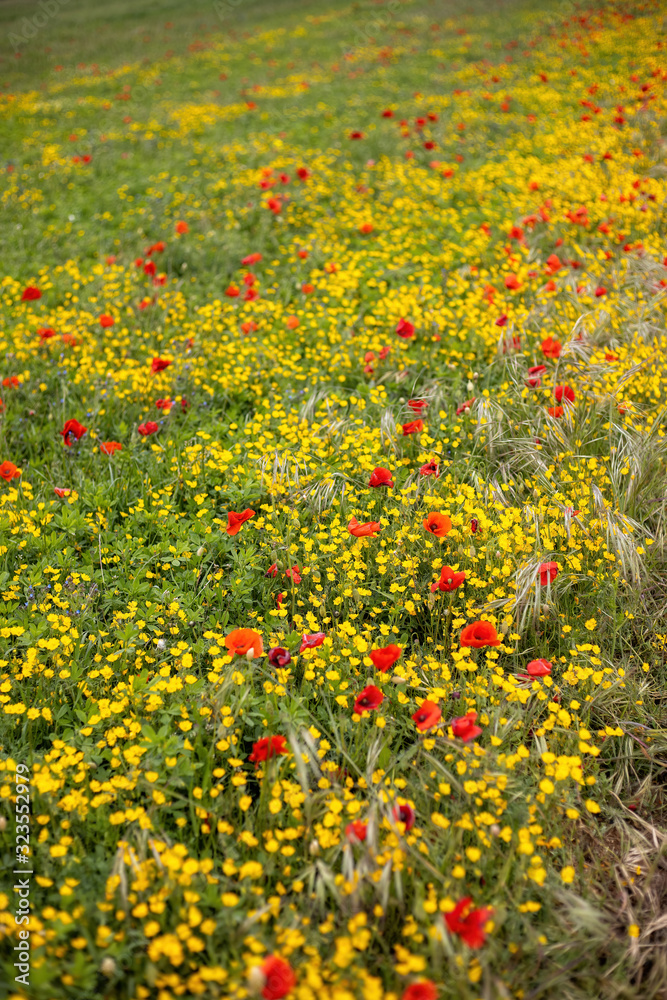 Spring flower meadow with poppy and yellow flowers