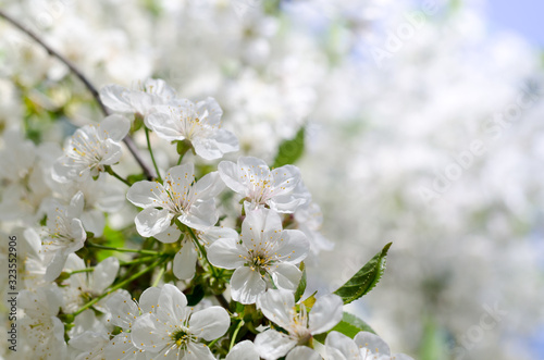 Cherry tree blossoms. White spring flowers close-up. Soft focus spring seasonal background.
