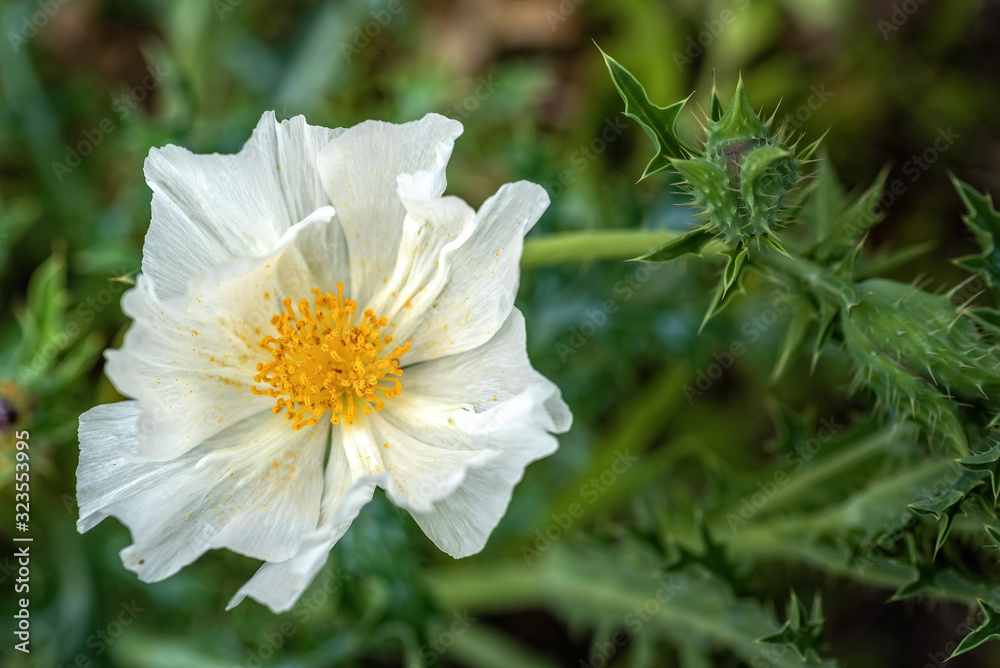 Dramatic white prickly poppy in spring Dramatic white prickly poppy in spring