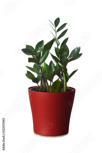 ZZ plant or Zamioculcas zamiifolia in pot isolated on white background