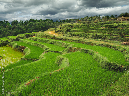Green rice field in Mai Chau, Vietnam. March 18, 2017. photo