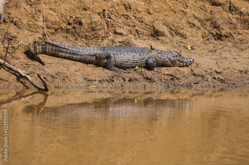 the alligators of the Bolivian forest