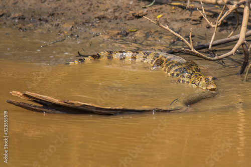 the alligators of the Bolivian forest