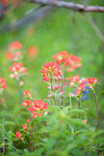 Spring wildflowers in Texas