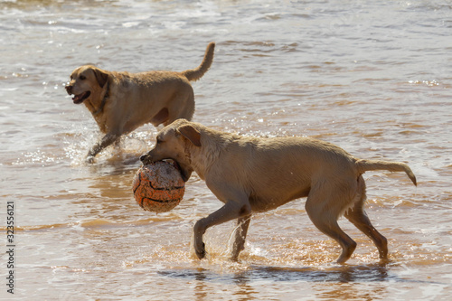 two labradors playing with ball in the beach water