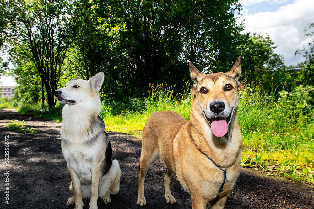 Obedient dogs on path in grove on sunny day Obedient dogs on path in grove on sunny day