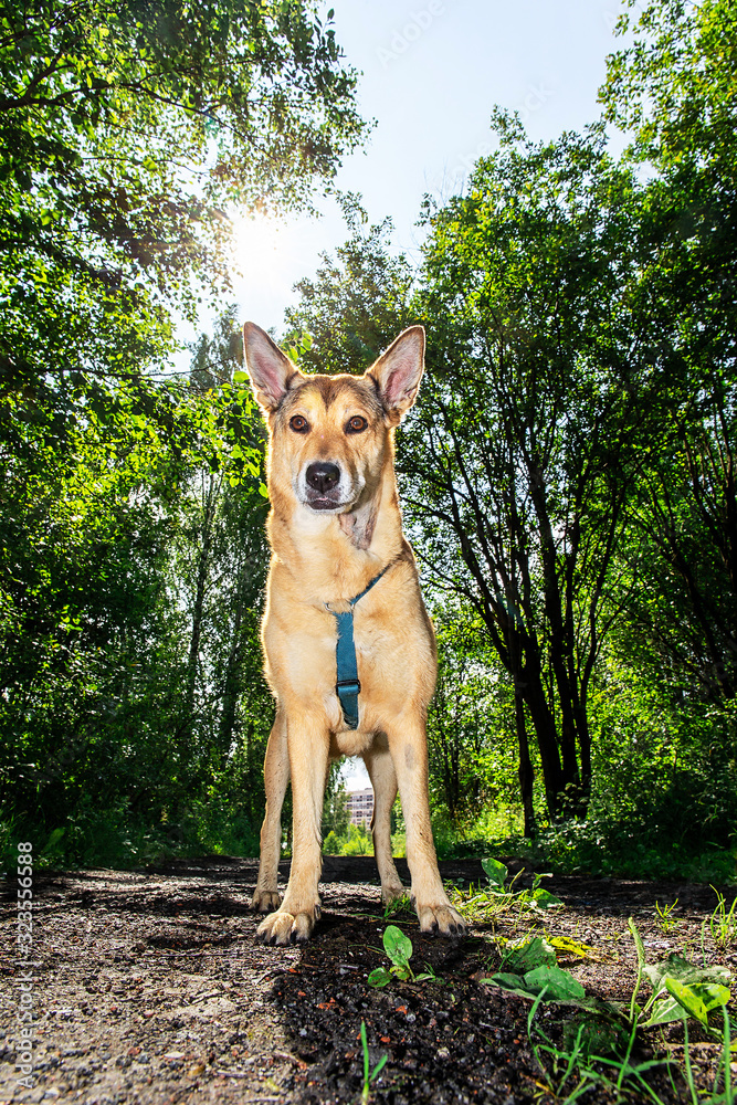 Naklejka premium Dog on wet path on sunny day