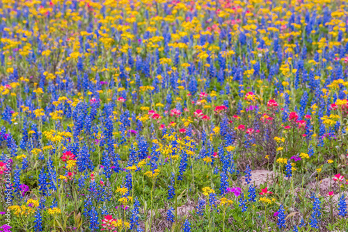 Texas wildflowers bursting in rainbow colors