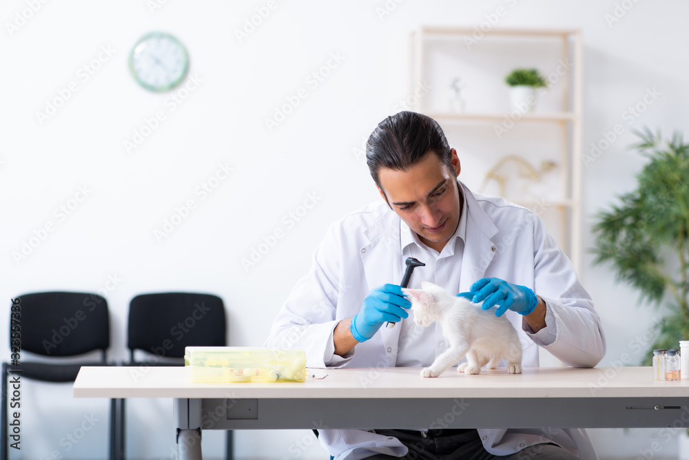 Young male doctor examining sick cat