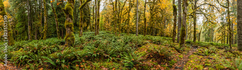 Panorama of Lush Tempoerate Rainforest