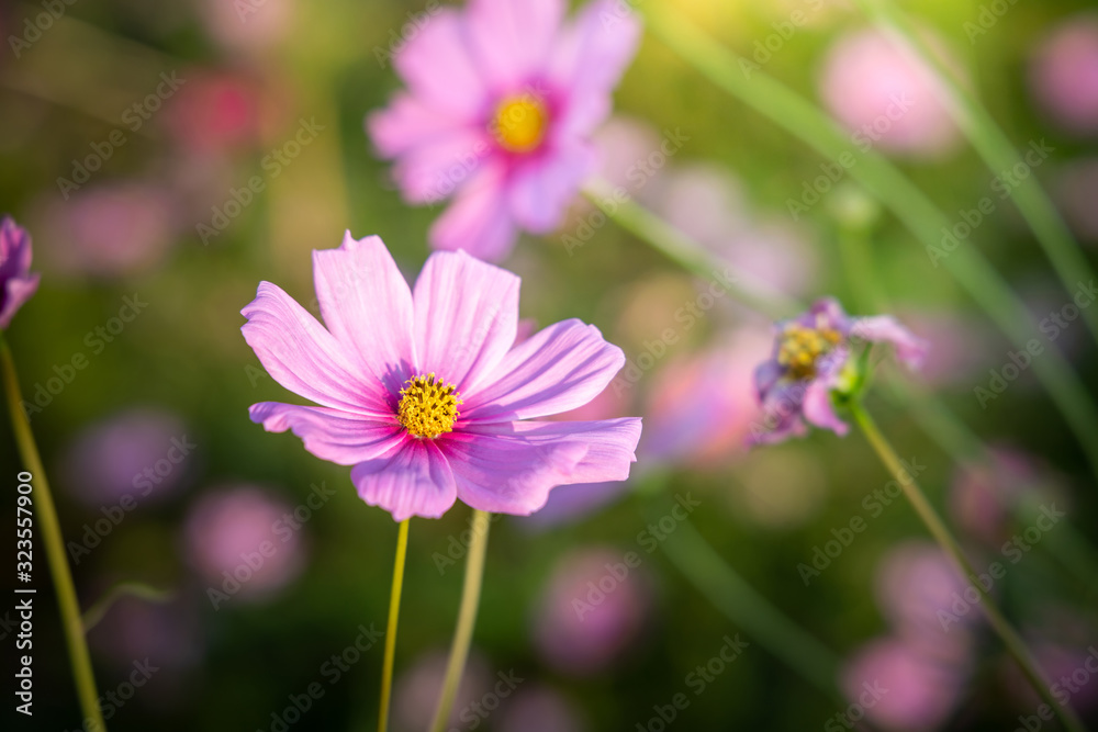  Beautiful Cosmos flowers in garden. Nature background.