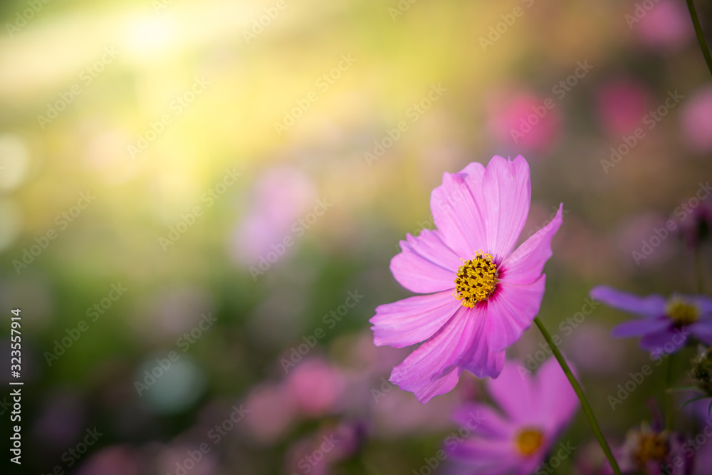 Obraz premium Beautiful Cosmos flowers in garden. Nature background.