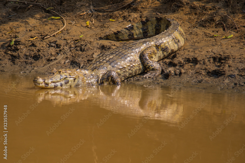 the alligators of the Bolivian forest the alligators of the Bolivian forest