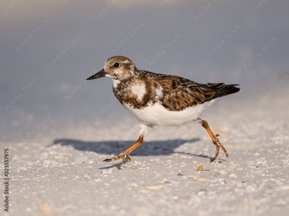 Ruddy Turnstone Walking on the Beach Ruddy Turnstone Walking on the Beach