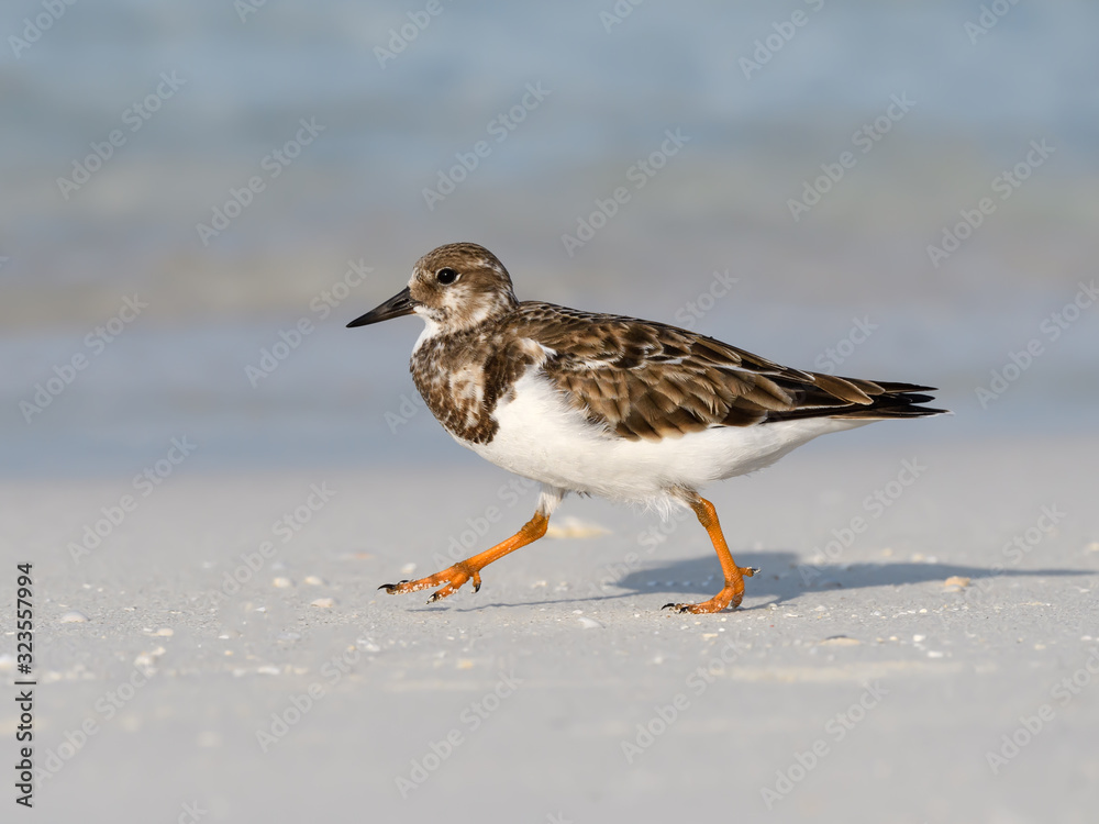 Ruddy Turnstone Walking on the Beach Ruddy Turnstone Walking on the Beach
