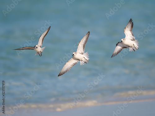 Three Sanderlings in Flight Over Ocean  