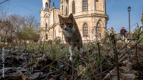 Sad young homeless cat on a frosty autumn day against the background of a pseudo-gothic church. photo