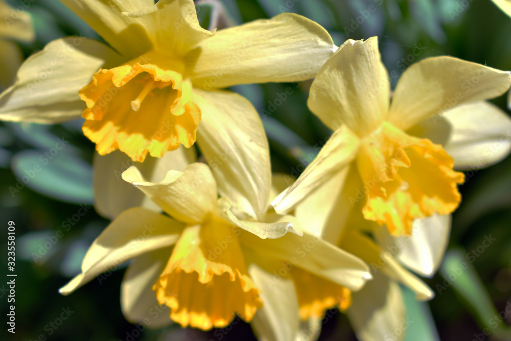 Fototapeta premium daffodils in garden