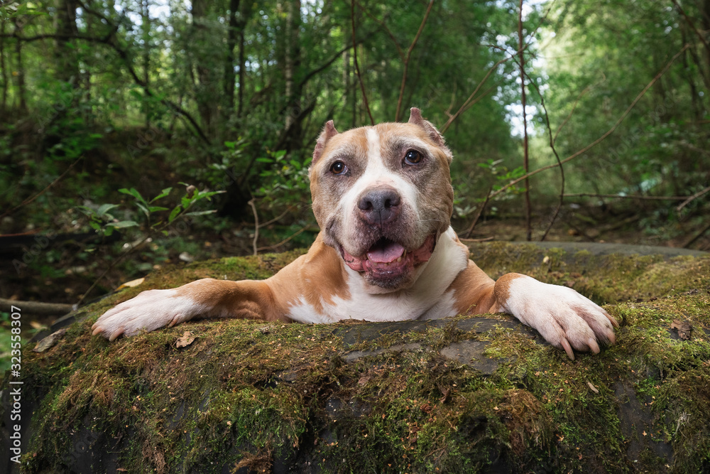 Calm American Staffordshire Terrier lying on tire in forest Calm American Staffordshire Terrier lying on tire in forest