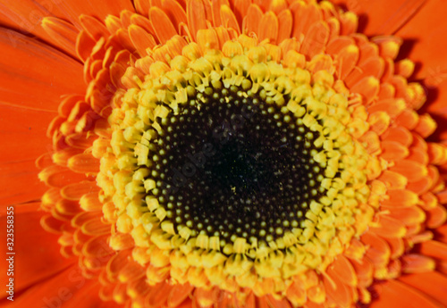 closeup of a sunflower