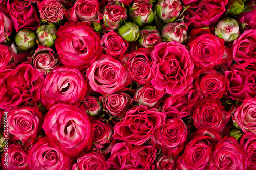 Fototapeta Naklejka Na Ścianę i Meble -  Background of beautiful natural red roses. Wallpaper. Horizontal photo.