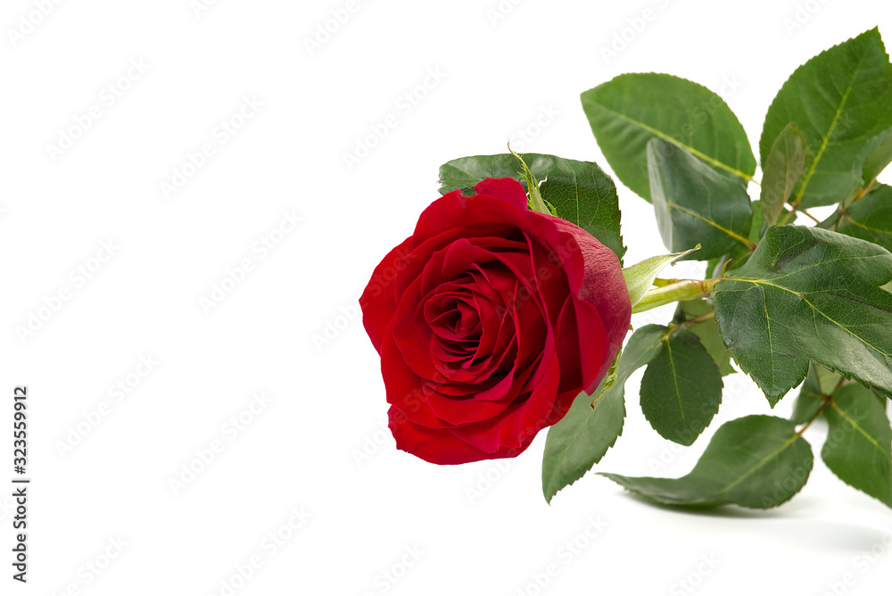 Beautiful single red rose flower isolated on white background. Red rose is a wonderful flower to express your feelings on International Women's Day, Mother's Day, Valentine's Day, and just to Beautiful single red rose flower isolated on white background. Red rose is a wonderful flower to express your feelings on International Women's Day, Mother's Day, Valentine's Day, and just to