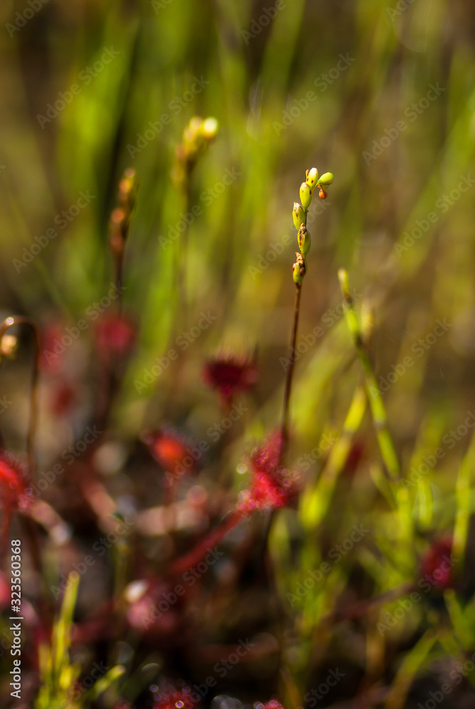 モウセンゴケの花のクローズアップ モウセンゴケの花のクローズアップ
