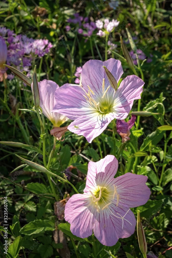 Wildflowers in full bloom during spring in Texas Wildflowers in full bloom during spring in Texas