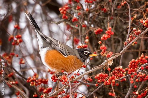 Photos Winter robins Eating Bittersweet Berries