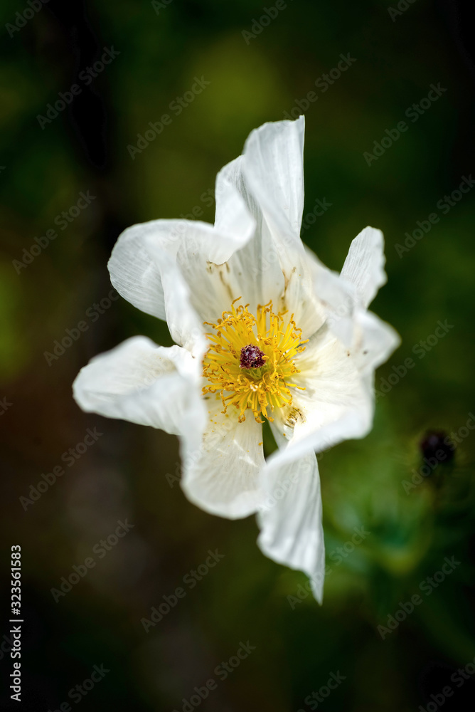Wildflowers in full bloom during spring in Texas Wildflowers in full bloom during spring in Texas