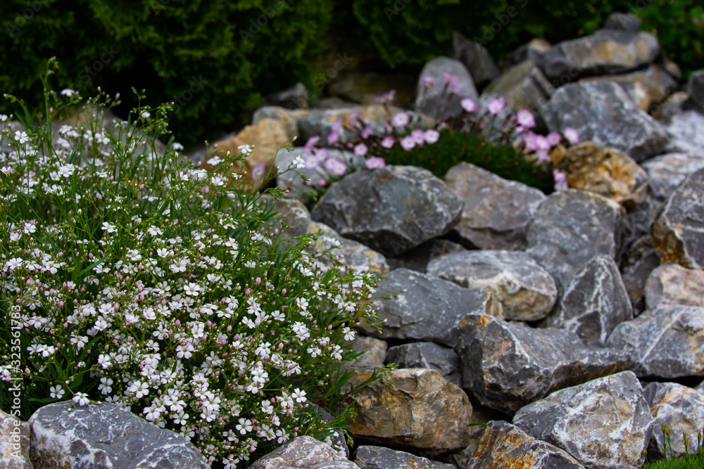  flowers in the background stones