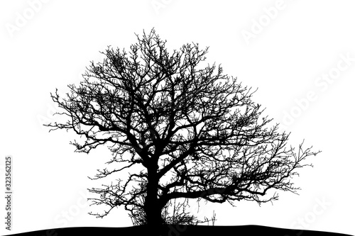 silhouette of a natural oak on a white background