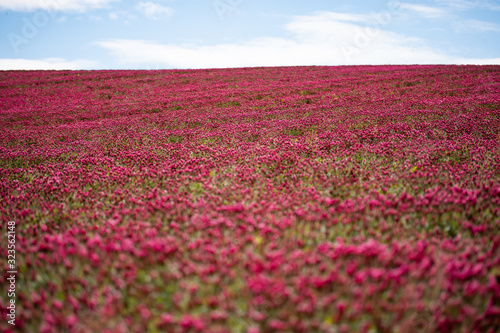  red clover