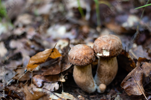  edible healthy mushrooms in deep forest