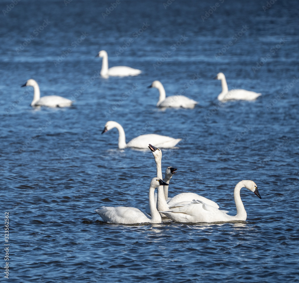 Tundra Swans swimming on lake Tundra Swans swimming on lake