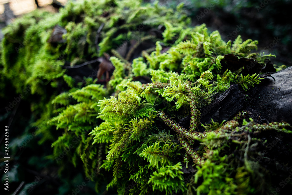 moss on a log moss on a log