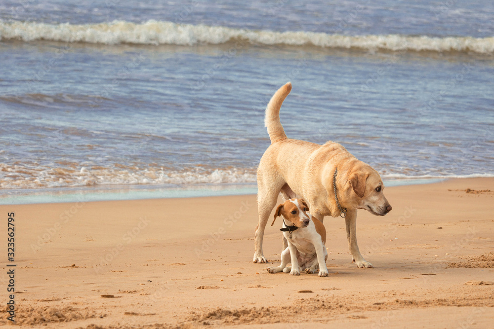 dog on beach