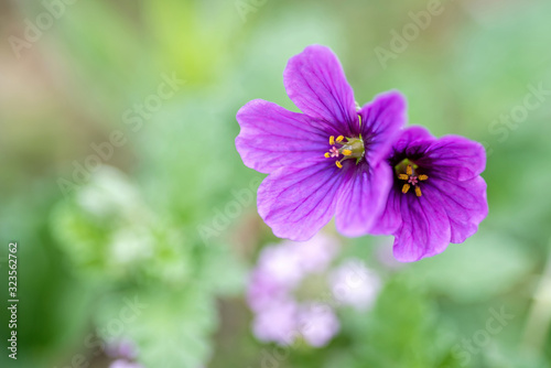 Wildflowers in full bloom during spring in Texas