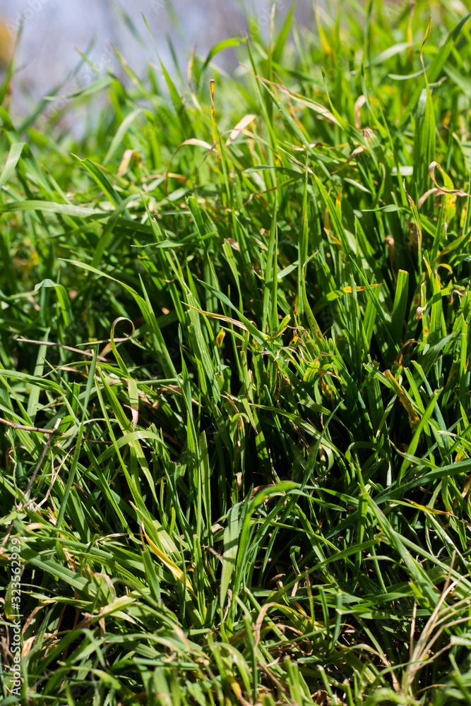 grass close up textures grass close up textures